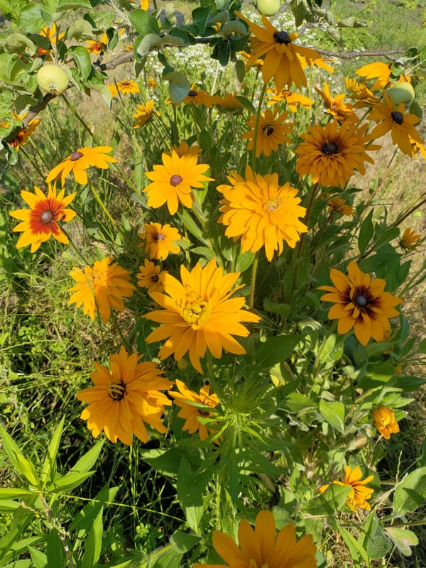 Kremenchuk garden in full summer bloom, bees included.