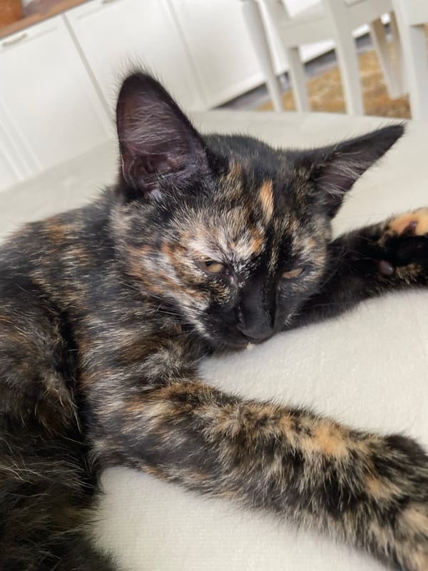 Kittens, kitchen, and a blooming garden in Meshcherskoye