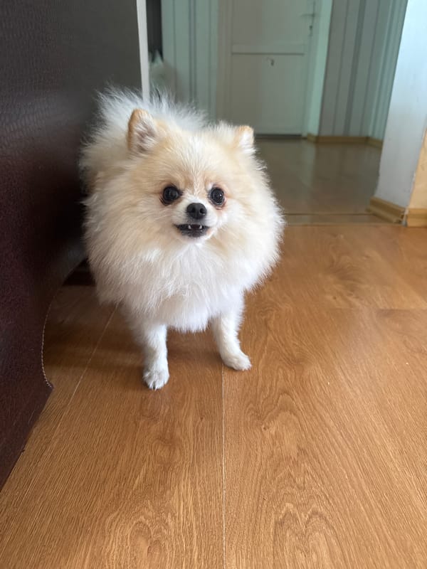 Pomeranian and Scottish Fold cat at home in Heniivka