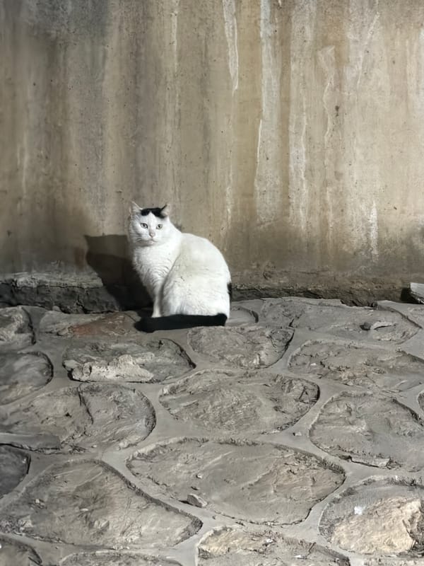 Cat spotted on street in Nanjing, China