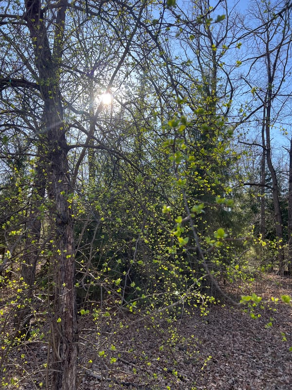 Spring awakening documented at Russian sanatorium woodland retreat