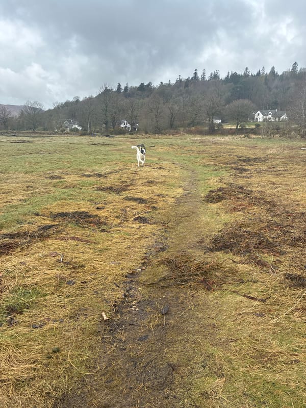 Dogs spotted playing in field near Strontian countryside