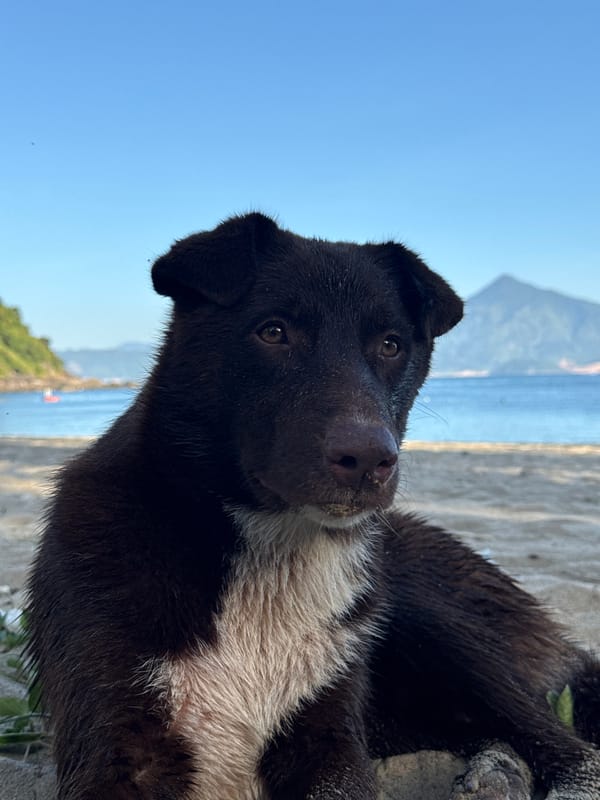 Beach dog, Converse, and trash-bin monkeys in Đà Nẵng