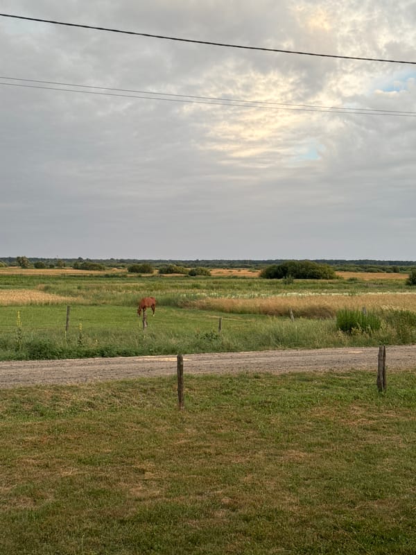 Brown horse grazing in a rural Ukrainian meadow under overcast skies