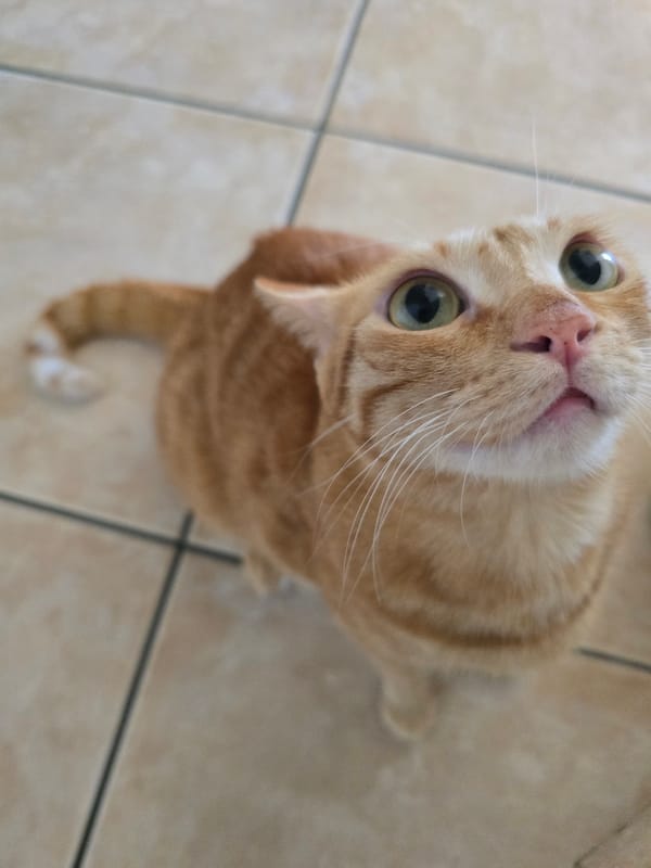 Orange tabby cat spotted on tiled floor in Salerno