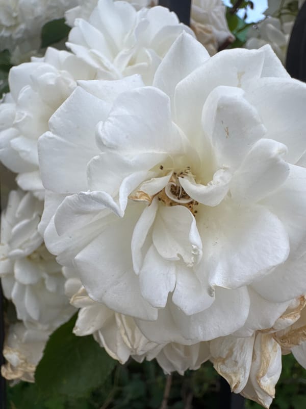 Urban neighborhood documentation captures roses, buildings, Ukrainian landmarks