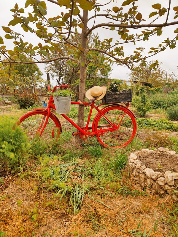 Quiet garden moments captured in rural Russian village