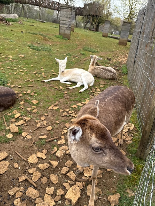 Wildlife spotted at Luxembourg animal enclosure in Esch-sur-Alzette