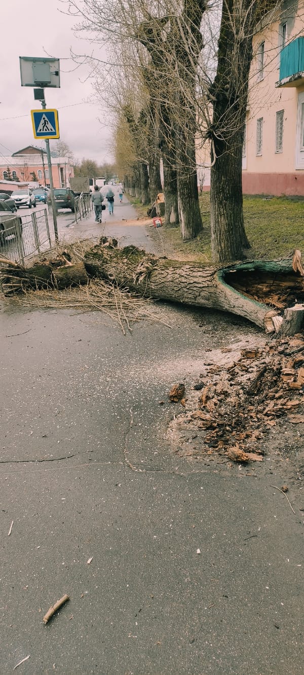 Tree blocks pedestrian path in Fryazino, Russia
