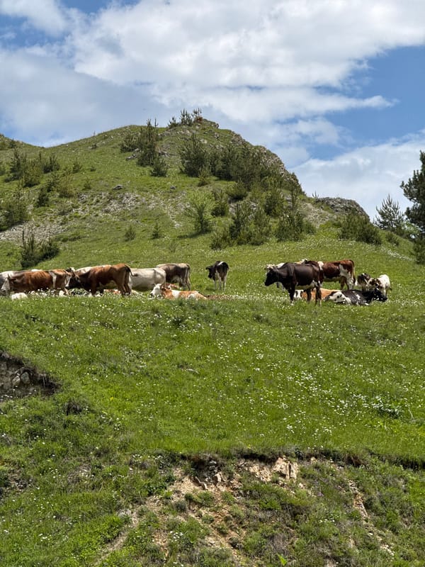 Cattle graze on Armenian hillside amid wildflowers