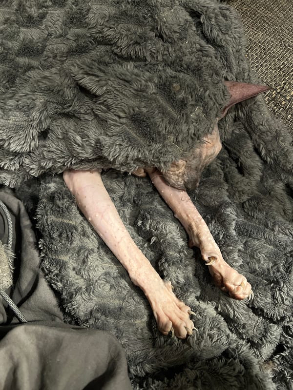 Sphynx Cat Spotted Resting Under Blanket in Khimki