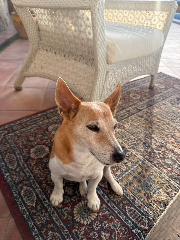 Jack Russell Terrier winds down by the pool at sunset