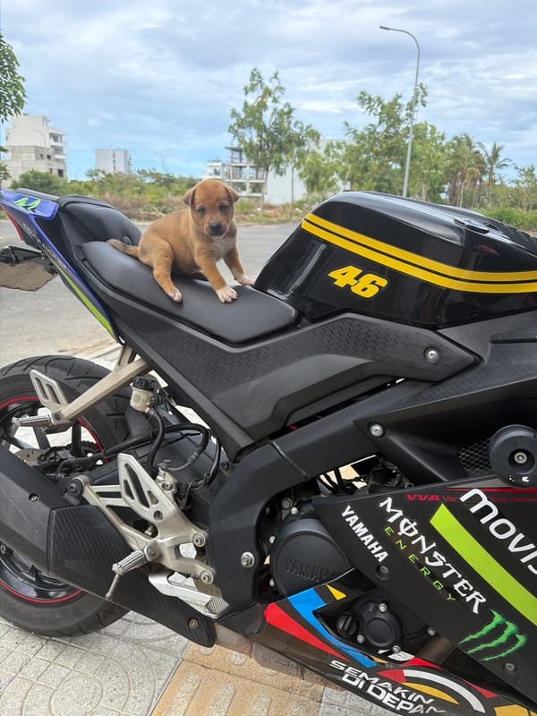 Puppy perched on a parked motorcycle in Đà Nẵng