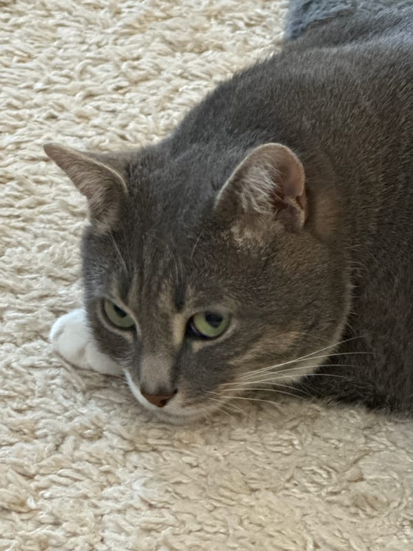 Tabby cat relaxing on carpet with tiger paintings nearby
