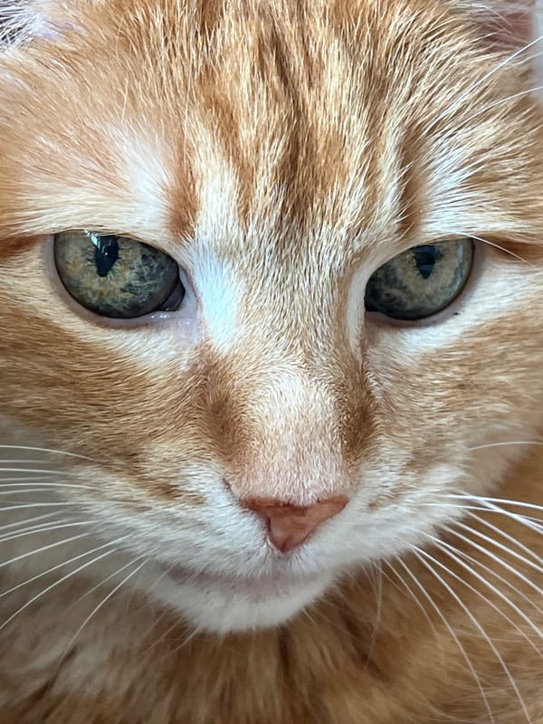 Orange tabby cat photographed multiple times in morning session