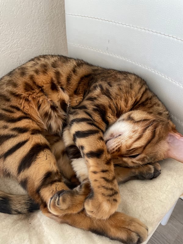 Bengal cat and toddler rest at home in Izhevsk
