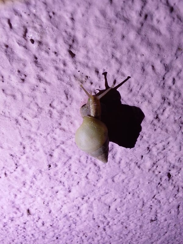 Backyard wildlife and dusk scenes from Serti, Nigeria