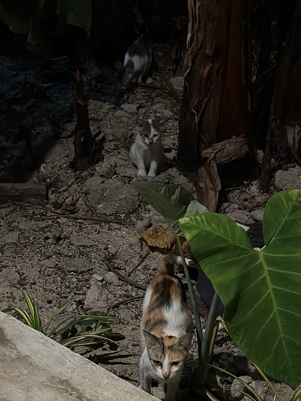 Nighttime garden scene photographed in General Luna, Philippines