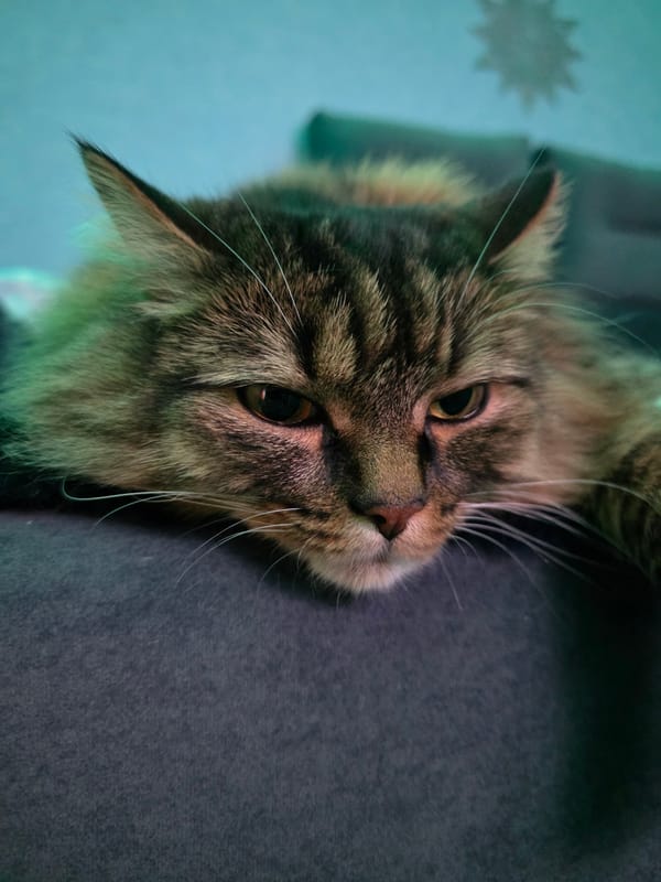 Tabby cat lounging under teal lighting, Omsk apartment