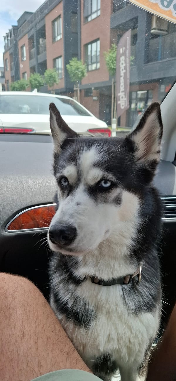 Husky with blue eyes looks out from a car window in Sofia