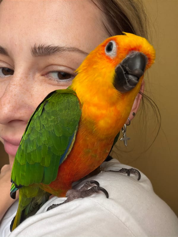 Sun conure parrot chills on a shoulder in Khimki