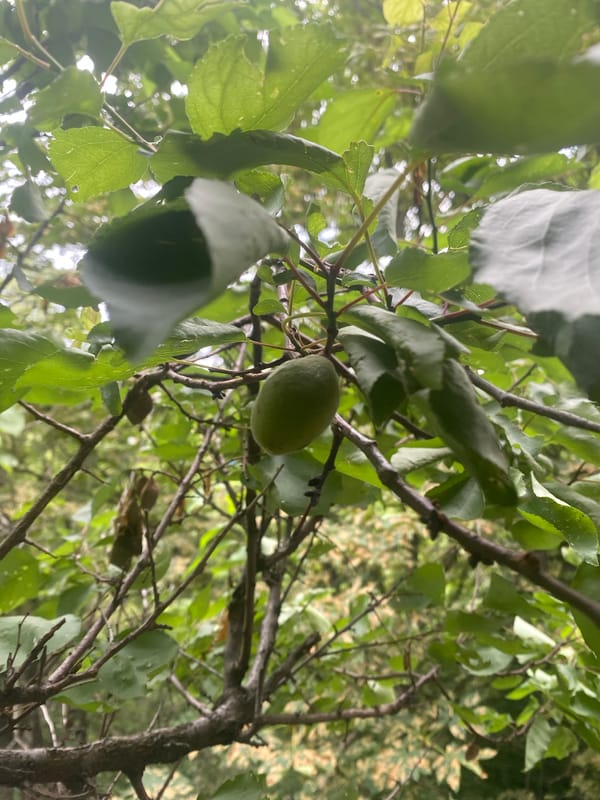Fruit trees, a pet rabbit, and a juice box