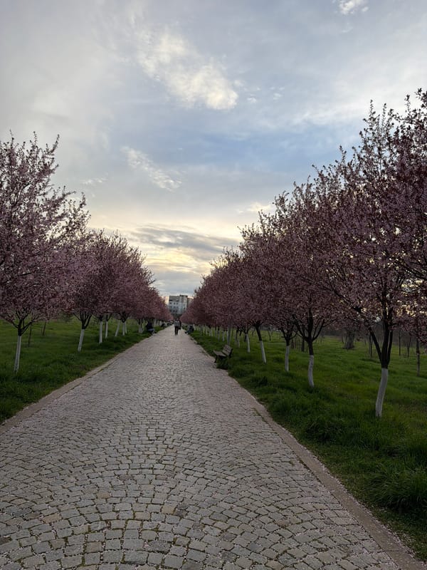 Spring cherry blossoms draw visitors to Plovdiv pathway