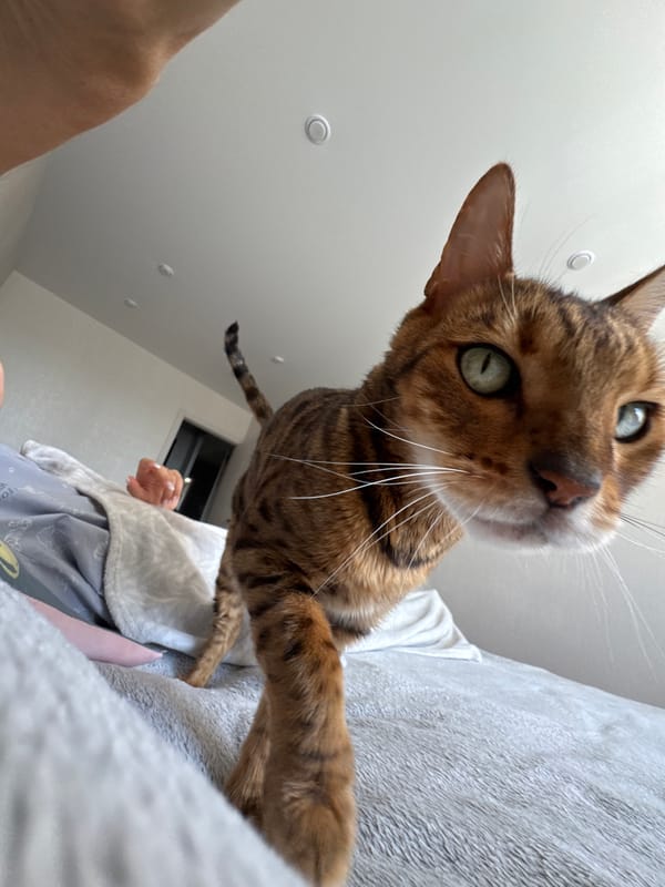 Bengal cat's morning routine documented during breakfast preparation