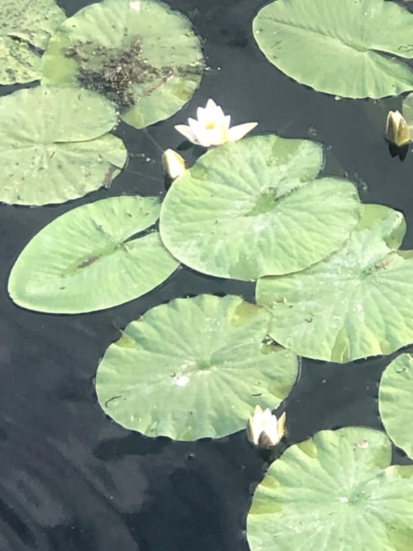 Marsh scenes with lily pads and reeds
