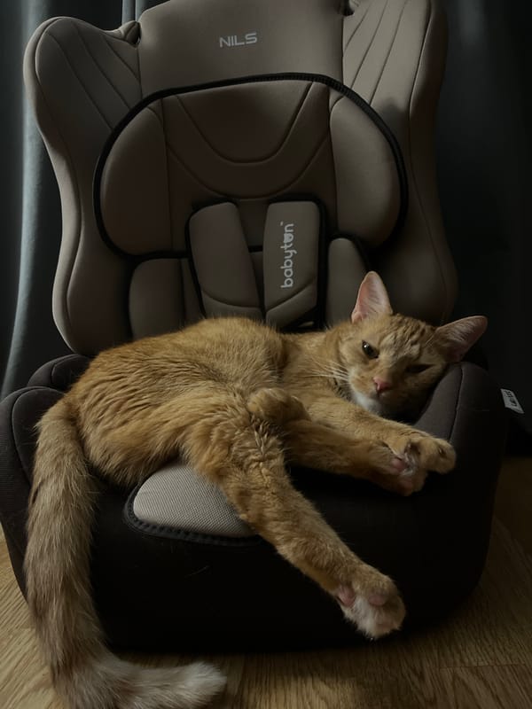 Orange tabby cat photographed lounging in child car seat