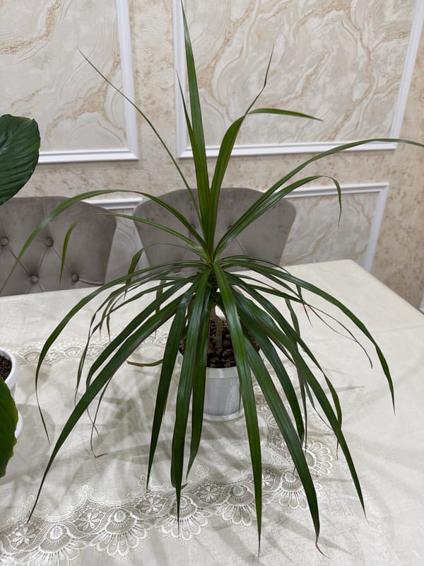 Houseplants fill a Derbent home interior
