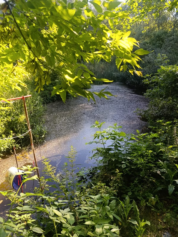 Wildflowers and algae-choked waterway in overgrown natural setting