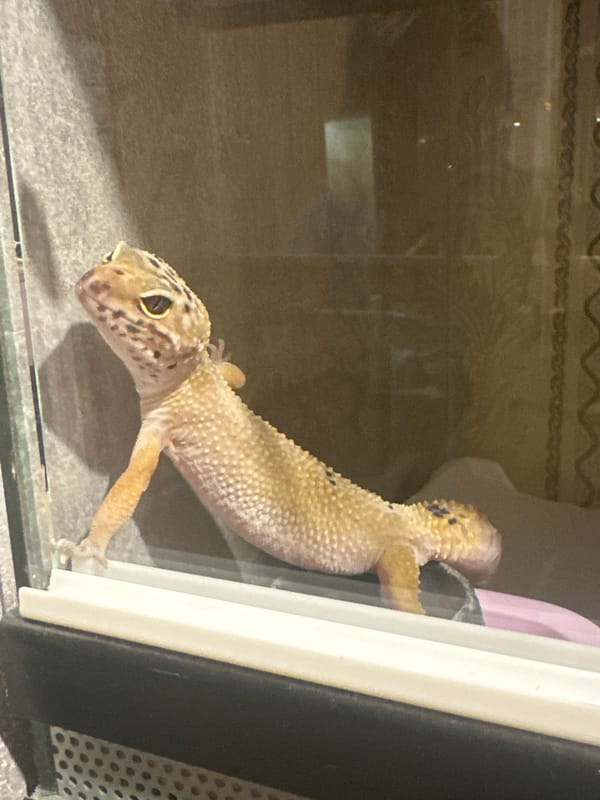 Pet leopard geckos and cats documented across Moscow homes