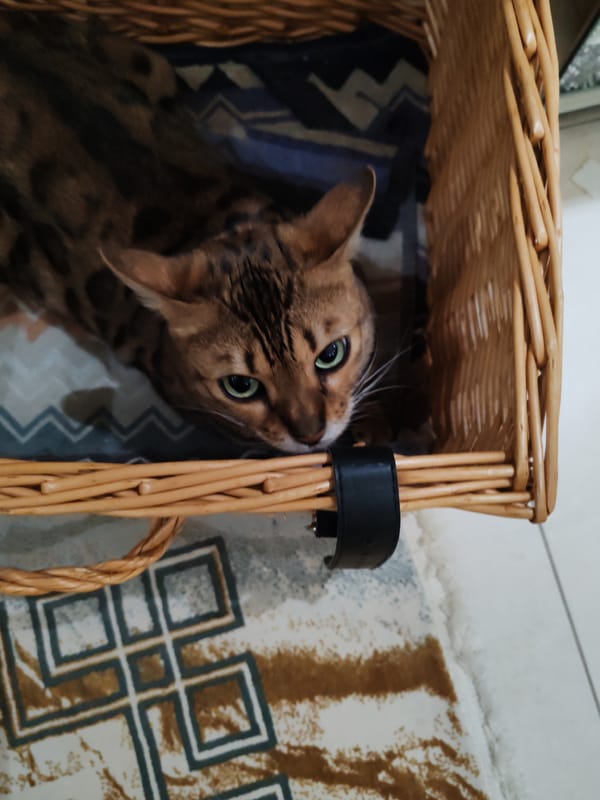 Bengal cat at home in a wicker basket, Dubai