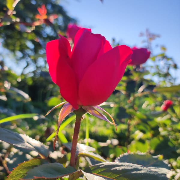 Close-up garden tour: roses, peonies, and berries in afternoon sun