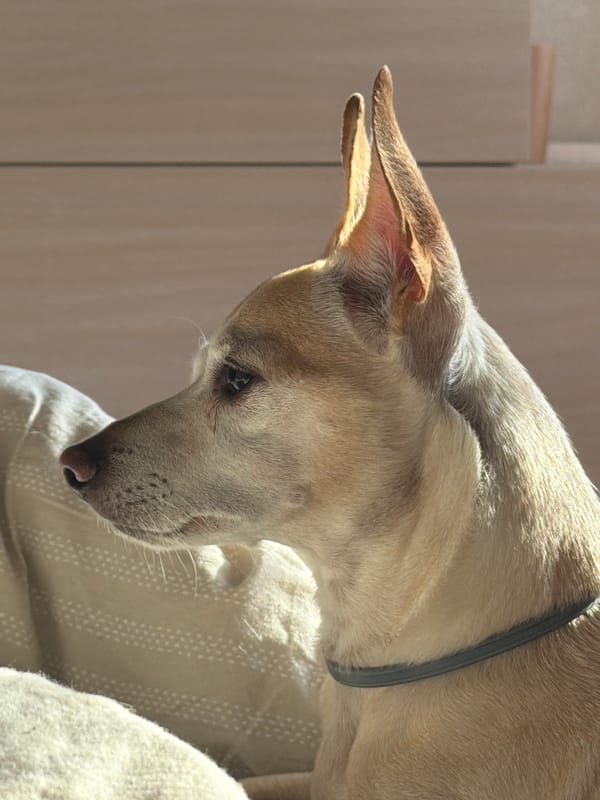 Alert dog resting quietly in a sunlit Plovdiv room