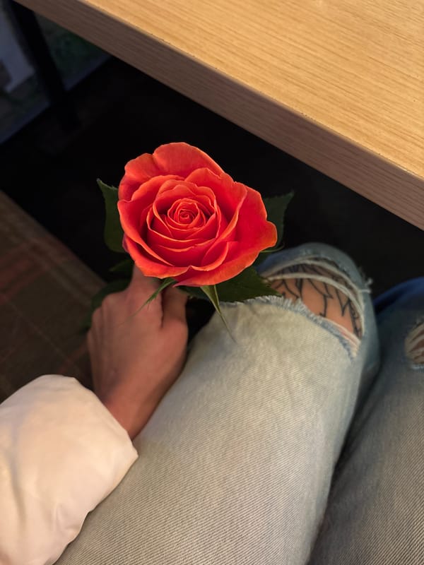 Sofia resident captures quiet domestic moments with rose, cat, computer