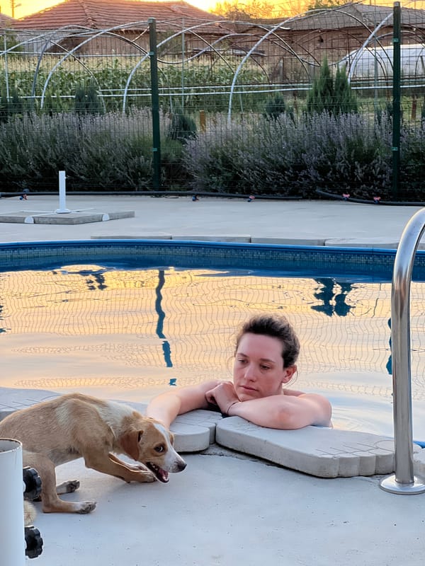 Sunset pool afternoon with a dog and dinner in Lozen