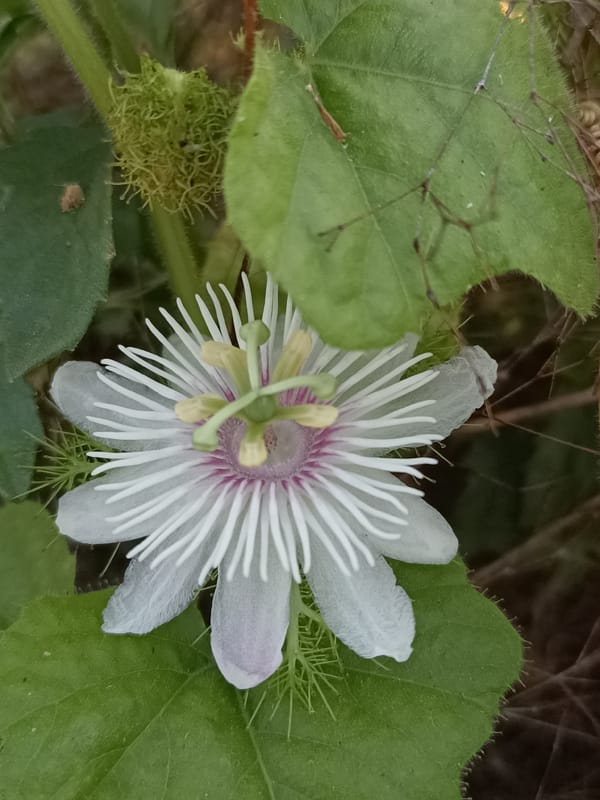 Sunset over rural Meunasah Pupu, with wildflower close-ups alongside