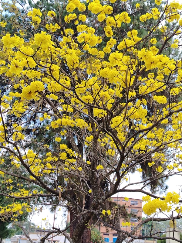 Spring blooms and local cuisine captured in Tinaquillo park