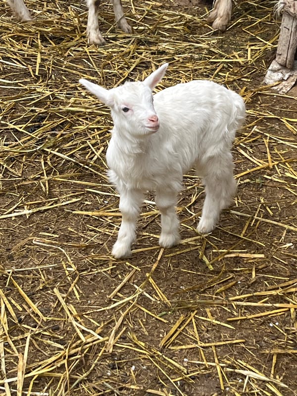 Baby goats observed in rustic barn in Tsarevets, Bulgaria
