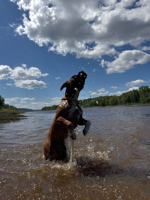 Dog plays in river near dam in Chaikovsky, Russia