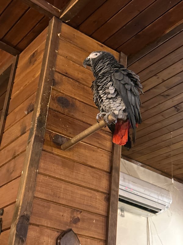 African Grey Parrot Spotted Indoors in Strelcha, Bulgaria