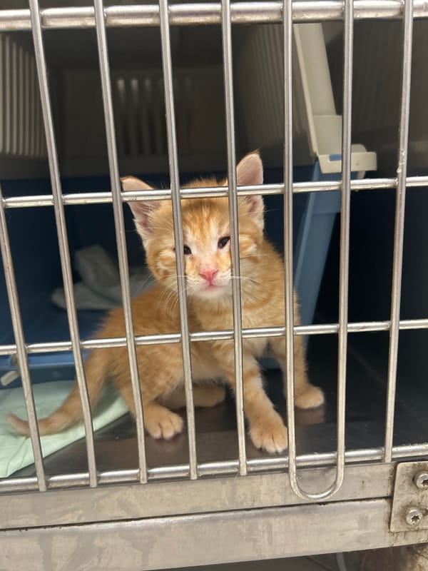 Orange kitten receives surgery for ingested foreign objects