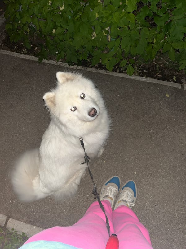 Woman walks Samoyed dog through Samara parks and sidewalks