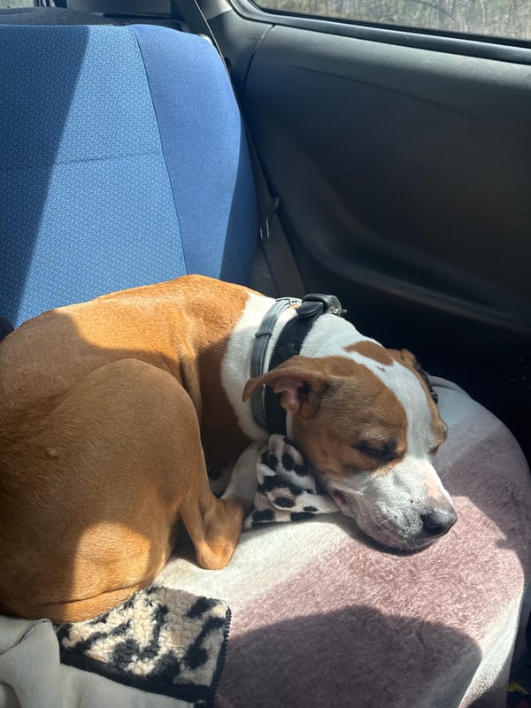 Dog sleeps peacefully in car in Trudovets, Bulgaria