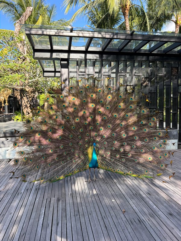 Peacock displays magnificent plumage at Kuta Selatan resort