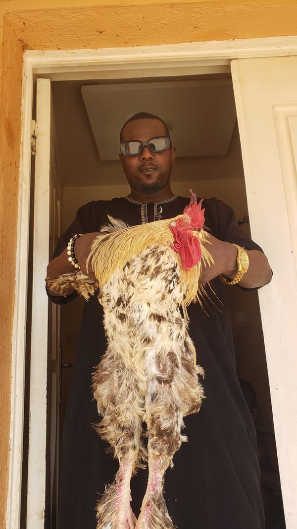 Man with rooster and knife documented in Sabon Tasha