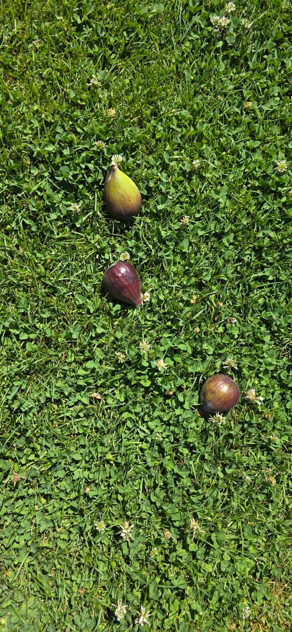 Morning stroll through a Huesca park, figs and all