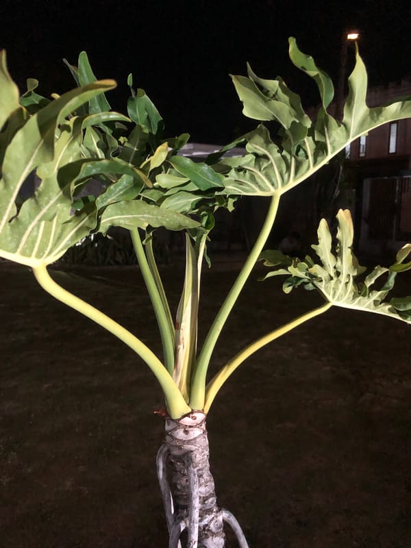 Nighttime scenes around Banda Aceh's gardens and mosque grounds